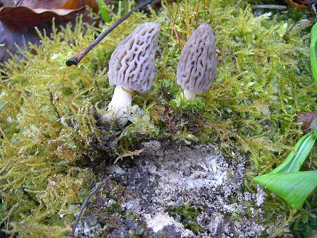 Le prime specie primaverili